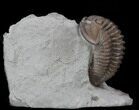 Large, D, Flexicalymene Trilobite From Ohio #35134-1